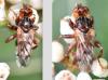Myopa vicaria